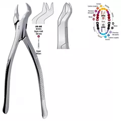 Shop Extracting Forceps